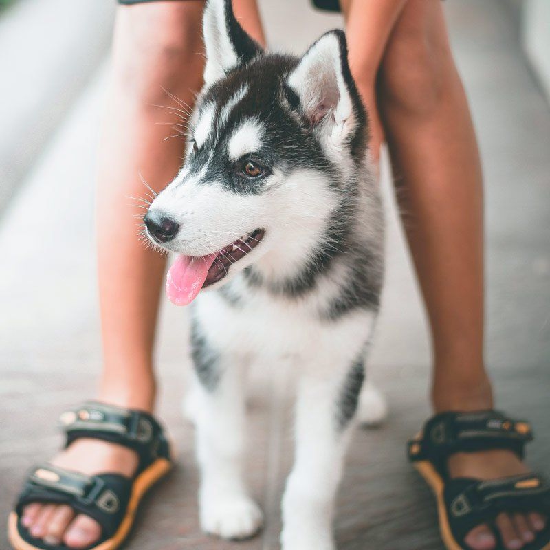 Seguro de mascotas en Ribeira