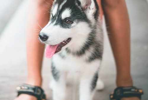Seguro de mascotas en Ribeira